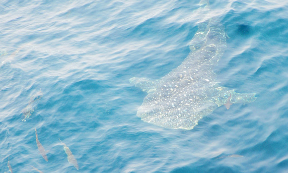 �V������������ �������ލu �L��