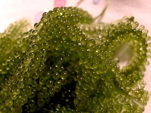 ���ލu���V������������