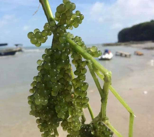 ���ލu���V������������