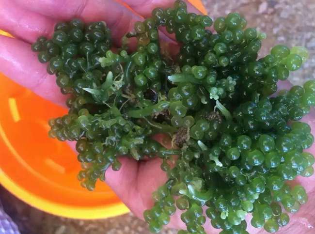 ���ލu���V������������